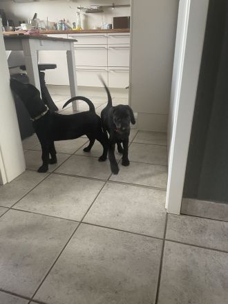 Labrador Viszla Mischlingswelpen