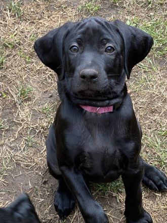 Labrador Viszla Mischlingswelpen