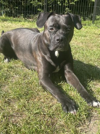 Labrador Viszla Mischlingswelpen