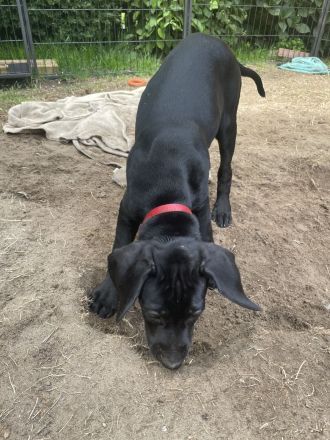 Labrador Viszla Mischlingswelpen