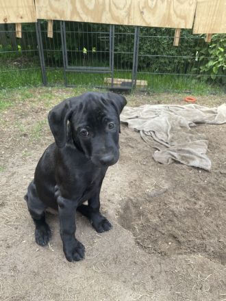 Labrador Viszla Mischlingswelpen