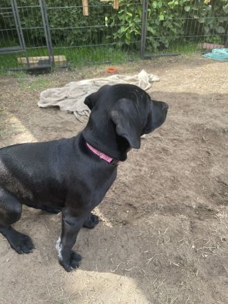 Labrador Viszla Mischlingswelpen