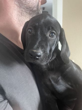 Labrador Viszla Mischlingswelpen