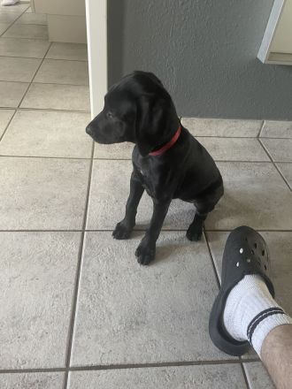 Labrador Viszla Mischlingswelpen