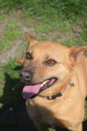 Kesu, sehr quirlige, sportliche, agile Mischlingshündin sucht aktives Zuhause