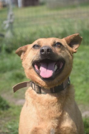 Kesu, sehr quirlige, sportliche, agile Mischlingshündin sucht aktives Zuhause