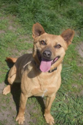 Kesu, sehr quirlige, sportliche, agile Mischlingshündin sucht aktives Zuhause