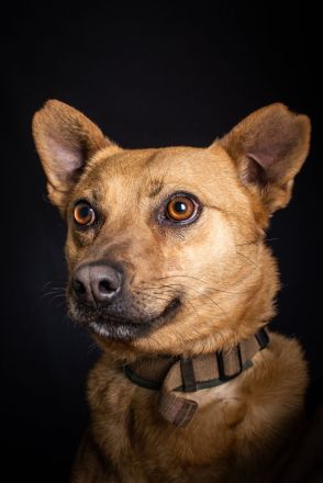 Kesu, sehr quirlige, sportliche, agile Mischlingshündin sucht aktives Zuhause