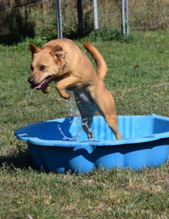 Kesu, sehr quirlige, sportliche, agile Mischlingshündin sucht aktives Zuhause