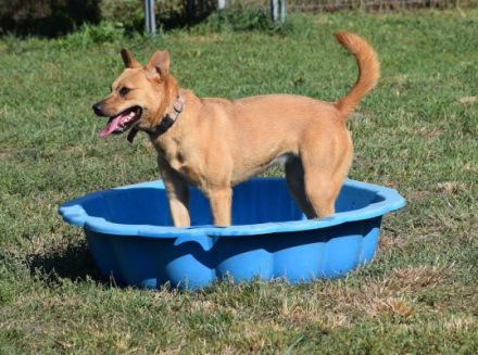 Kesu, sehr quirlige, sportliche, agile Mischlingshündin sucht aktives Zuhause