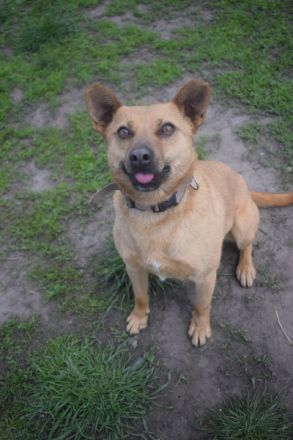 Kesu, sehr quirlige, sportliche, agile Mischlingshündin sucht aktives Zuhause