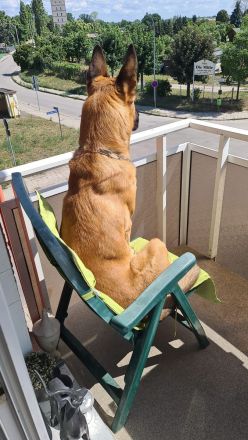 Deutscher Schäferhund Malinois Mix