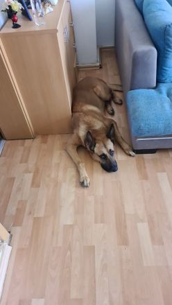 Deutscher Schäferhund Malinois Mix