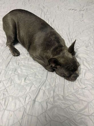 Französische Bulldoge