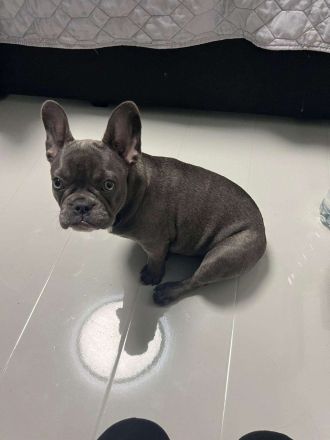 Französische Bulldoge