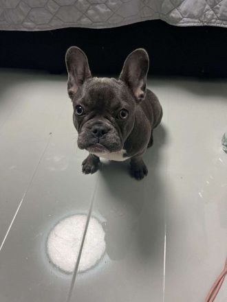 Französische Bulldoge