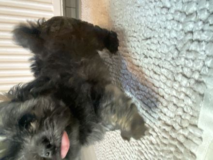 Bolonka zwetna Welpen