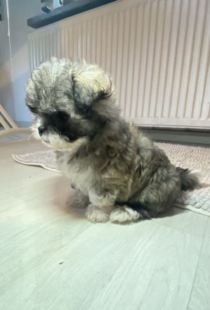 Bolonka zwetna Welpen