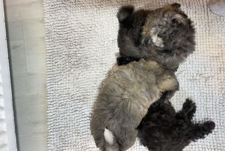 Bolonka zwetna Welpen