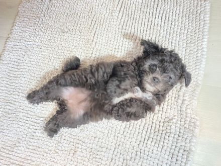 Bolonka zwetna Welpen