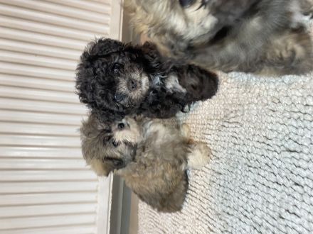 Bolonka zwetna Welpen