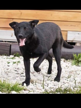 Irma sucht ein wunderschönes Zuhause.