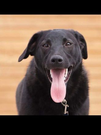 Irma sucht ein wunderschönes Zuhause.
