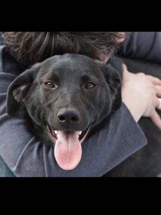 Irma sucht ein wunderschönes Zuhause.