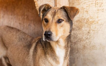 Wickelt dich Jaro auch um seine Pfoten?
