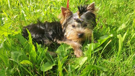 Yorkshire Terrier Rüde