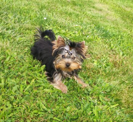 Yorkshire Terrier Rüde