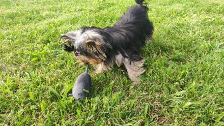 Yorkshire Terrier Rüde