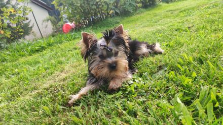 Yorkshire Terrier Rüde