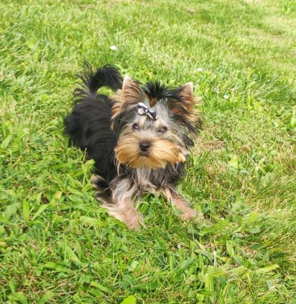 Yorkshire Terrier Rüde