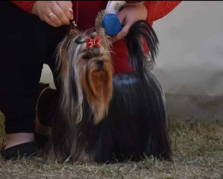 Yorkshire Terrier Rüde