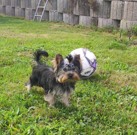 Yorkshire Terrier Rüde