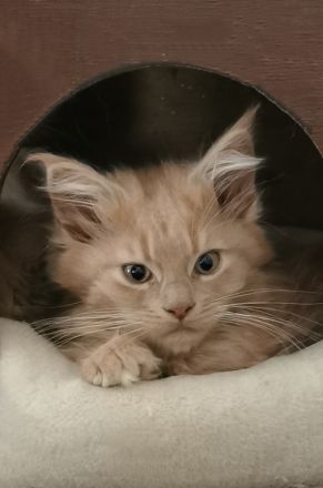 Maine Coon Kitten mit Stammbaum