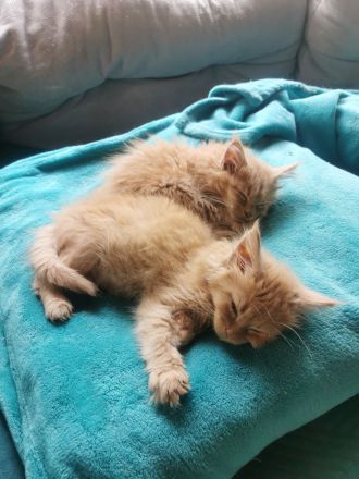 Maine Coon Kitten mit Stammbaum