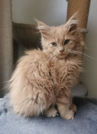 Maine Coon Kitten mit Stammbaum