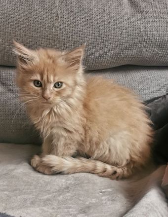 Maine Coon Kitten mit Stammbaum