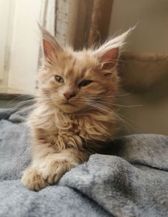 Maine Coon Kitten mit Stammbaum