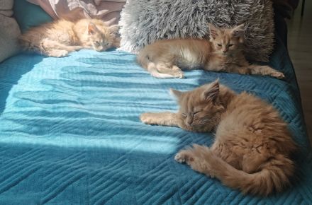 Maine Coon Kitten mit Stammbaum