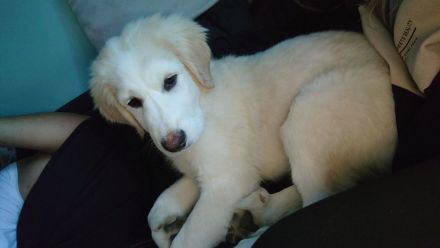 Alabai Mischlings Welpe