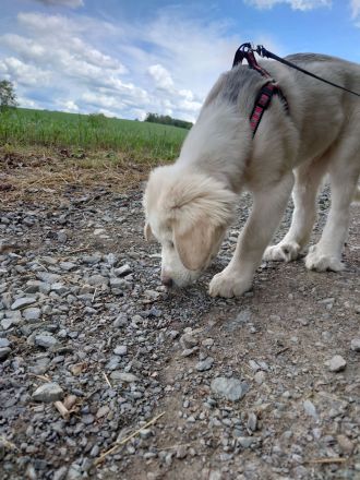 Alabai Mischlings Welpe