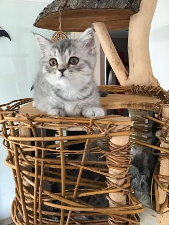 BKH Kitten reinrassig