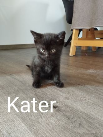 Katzenbabys BKH