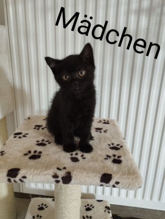 Katzenbabys BKH
