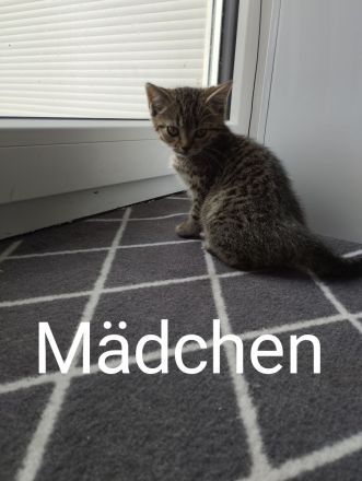 Katzenbabys BKH
