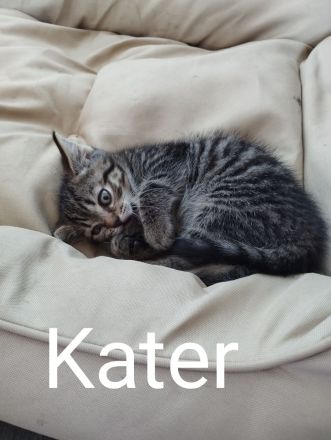 Katzenbabys BKH