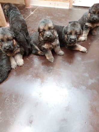 Altdeutsche Schäferhundwelpen